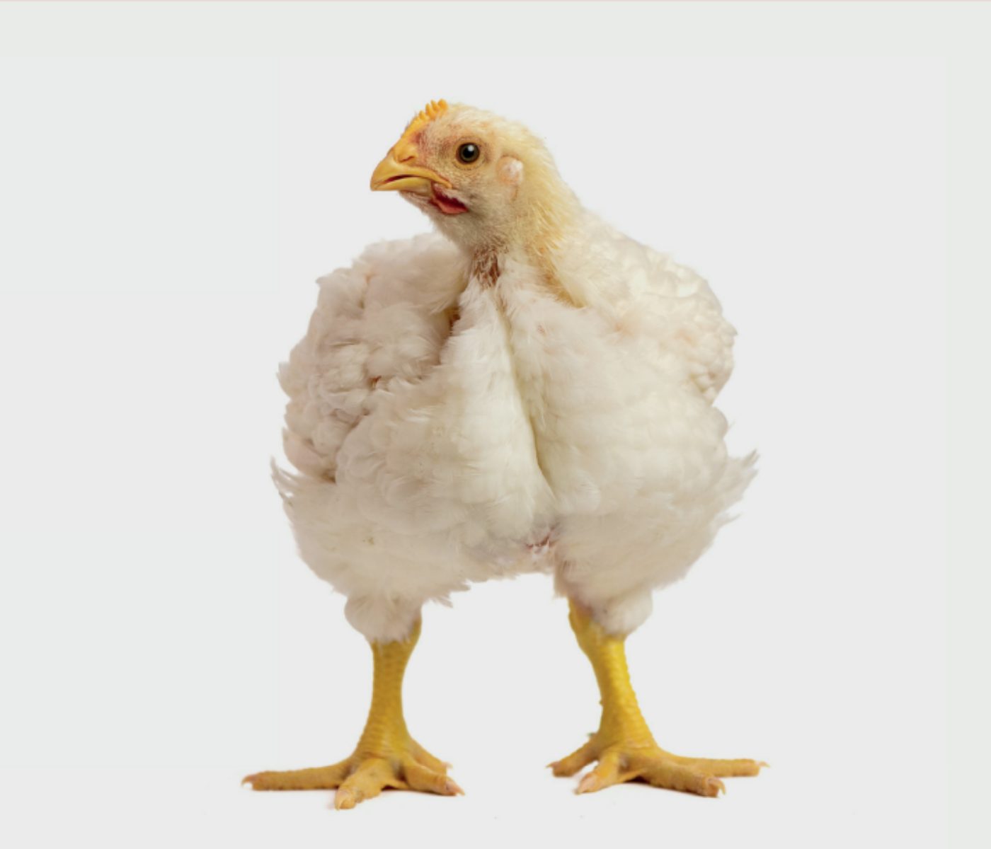 Evaluación de un adsorbente de toxina T-2 en pollos de engorda