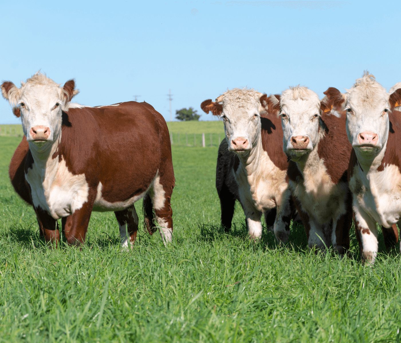 Tecnologia ajuda pecuaristas a produzirem carne de alta qualidade