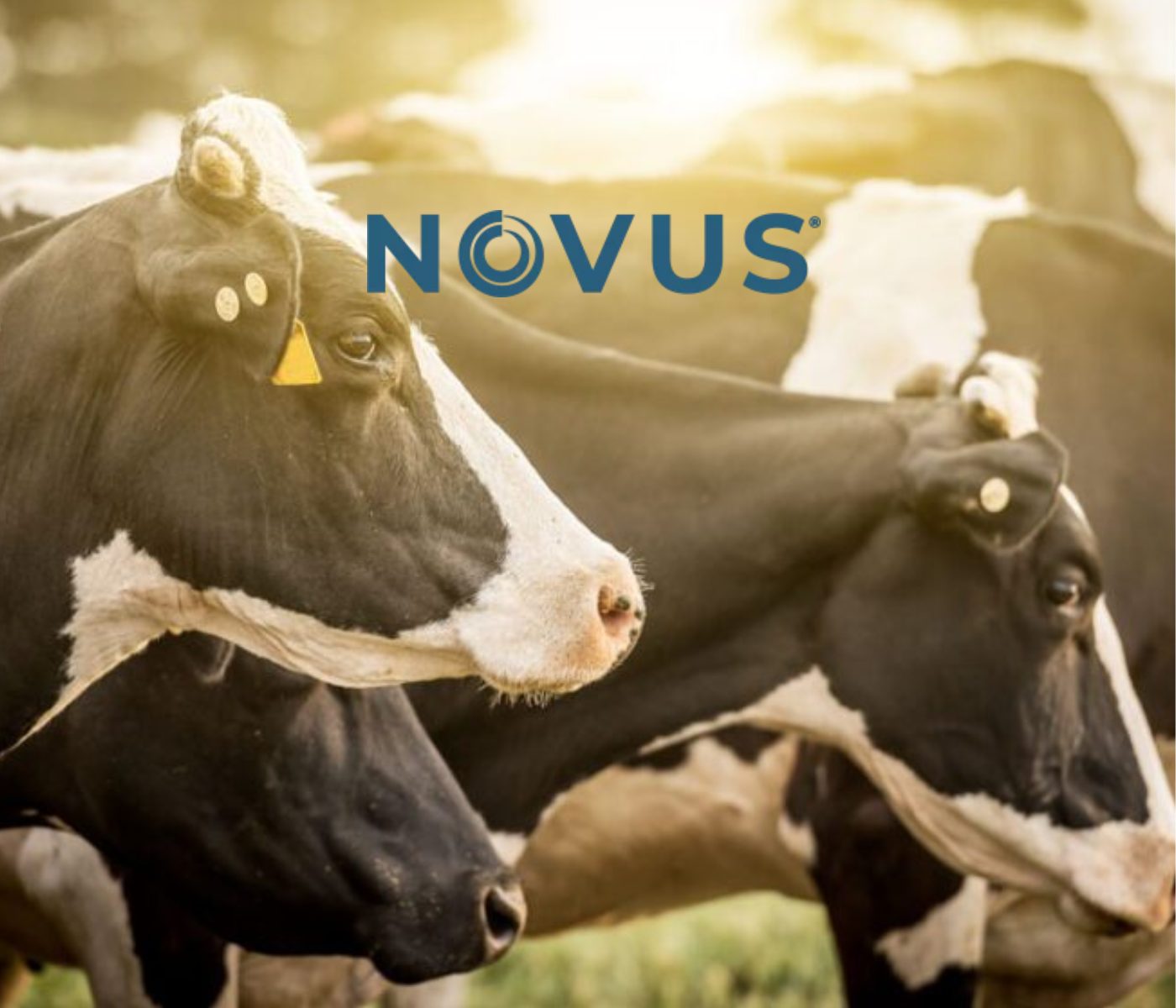 NOVUS to Share Top Dairy Herd Best Practices at World Dairy Expo 