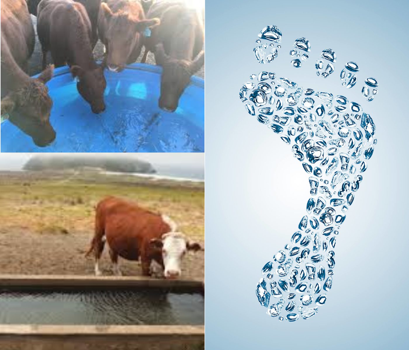 “The water footprint” within the cattle industry