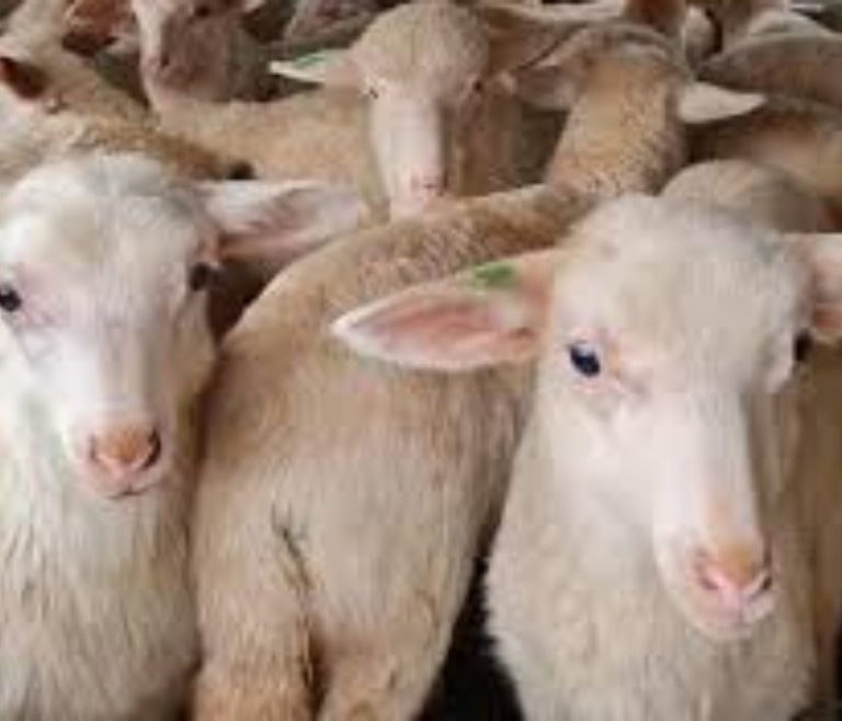 Reducing Methane Emission in Ewes with a Dietary Blend of EOs & Polyphenols