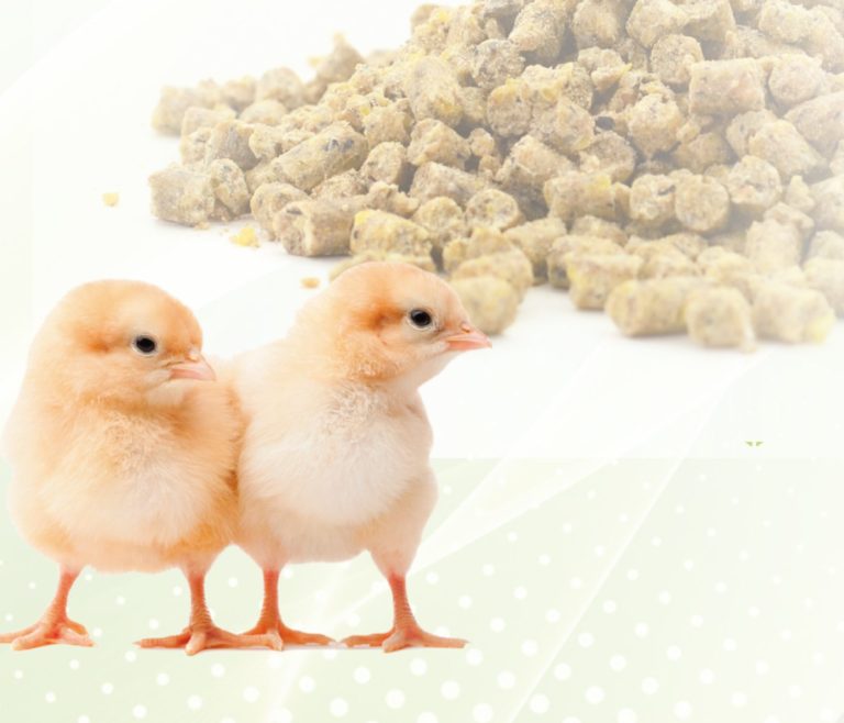 Mejora de la eficiencia alimentaria con un pienso complementario fitogénico