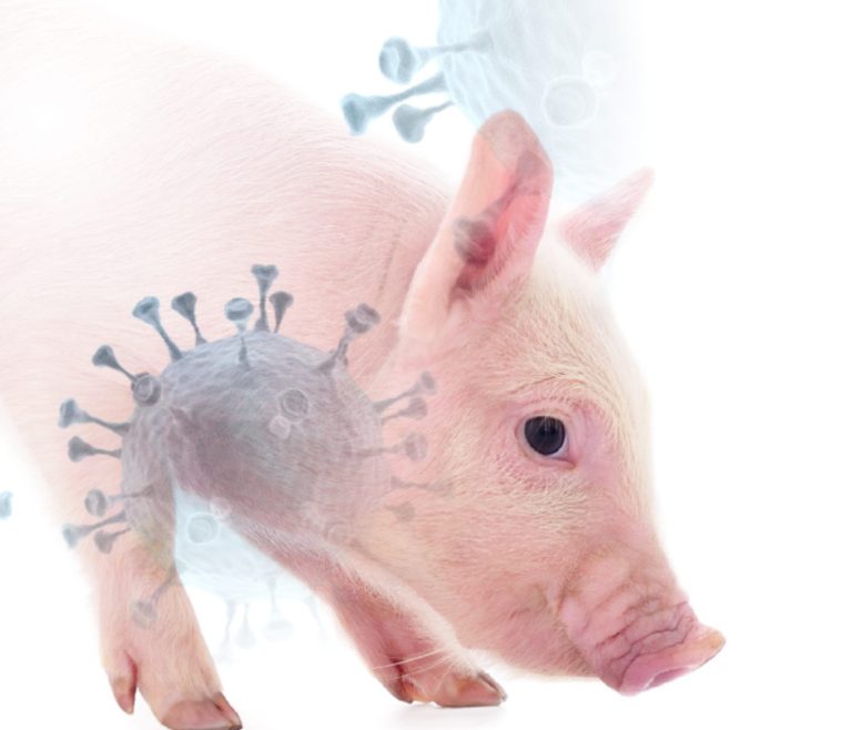 Ingredientes de origen animal: Cómo garantizar la ausencia del Virus de la PPA