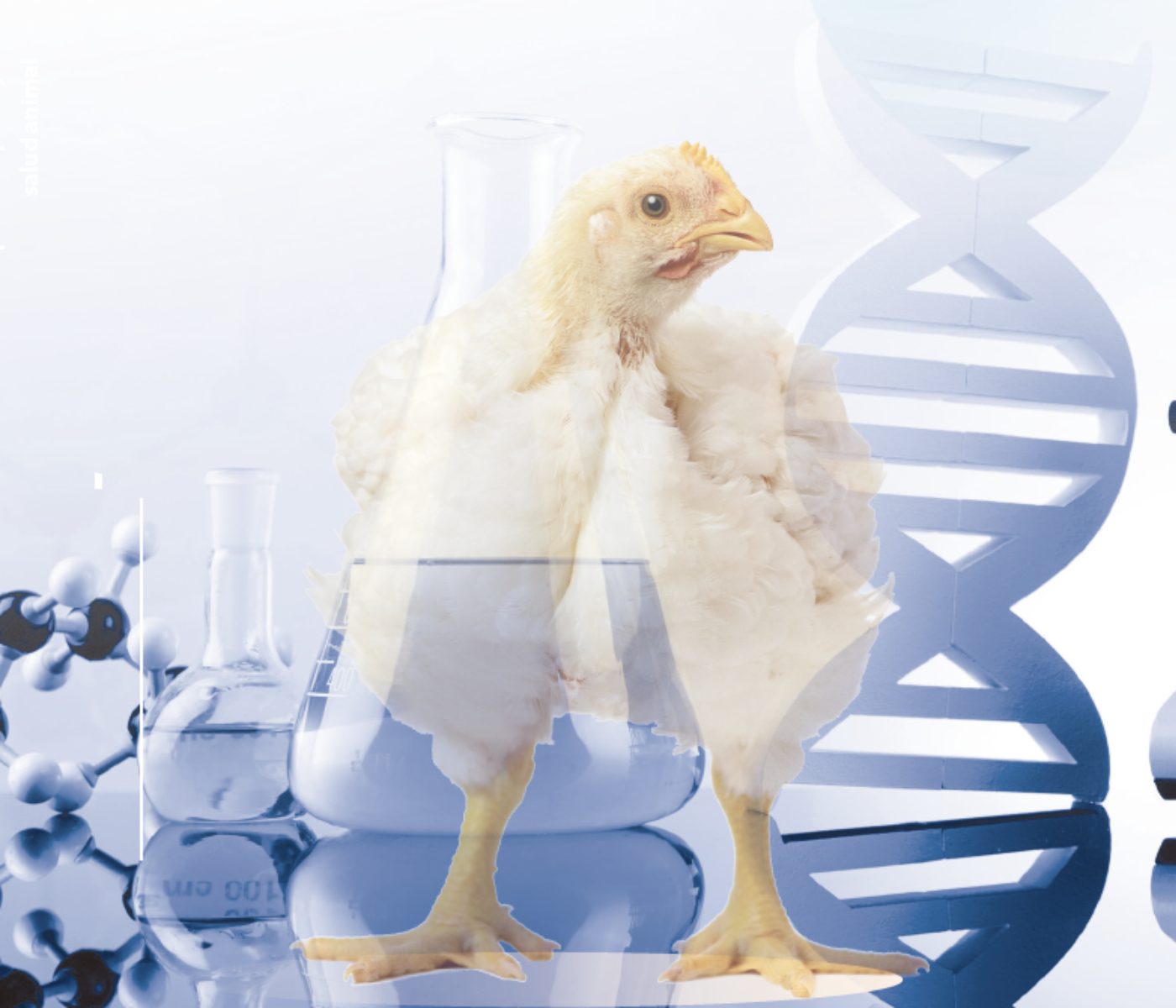 Herramientas para mejorar la salud intestinal y la productividad en pollos