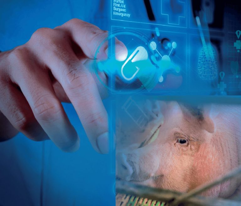 Como diminuir o impacto das descargas vulvares nas fêmeas suínas