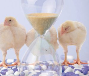 Alternativas a los antibióticos promotores del crecimiento