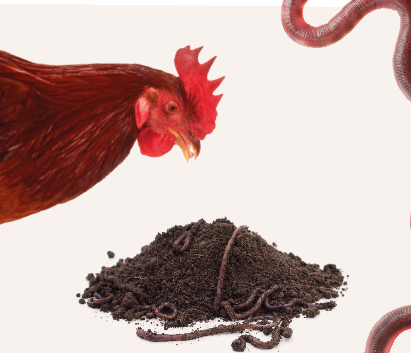 Worm Meal as an Alternative Protein Source in Laying Hen Diets