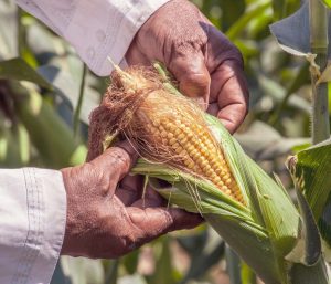 Nuevos subsidios para promover la agroindustria en Colombia