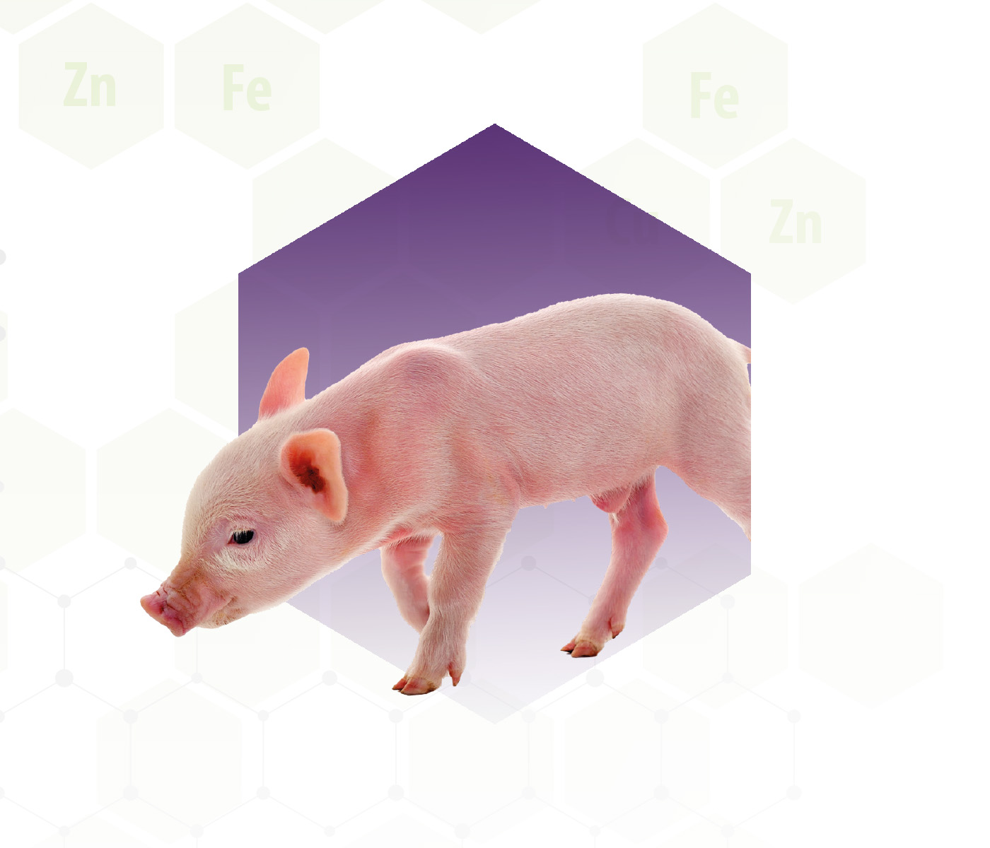 Zinc Oxide: High Levels and Their Adverse Effects on Swine Health
