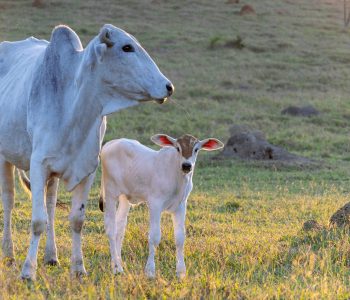 pecuaristas-devem-se-preparar-para-estacao-de-monta