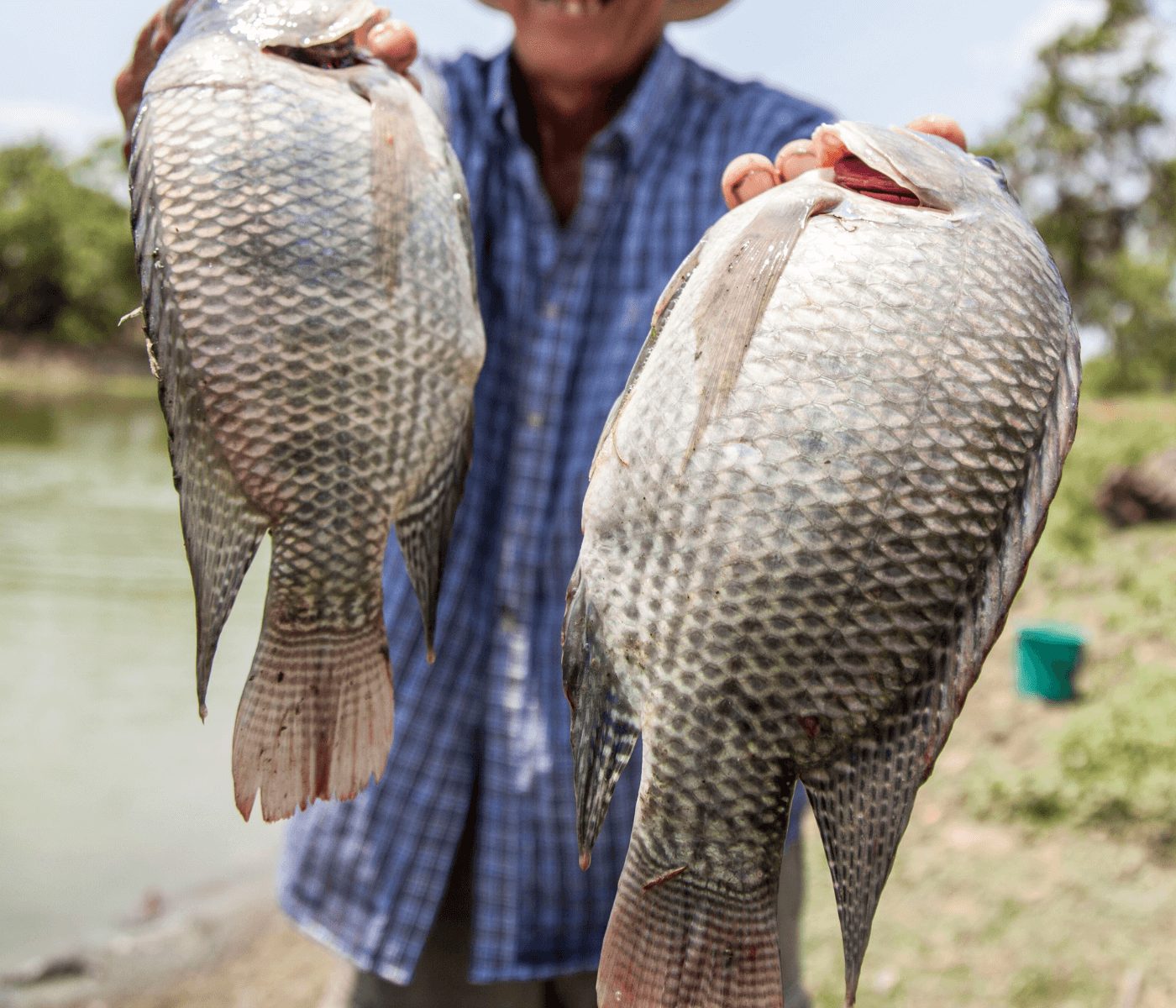 A produção de pescados é decisiva para a segurança alimentar global