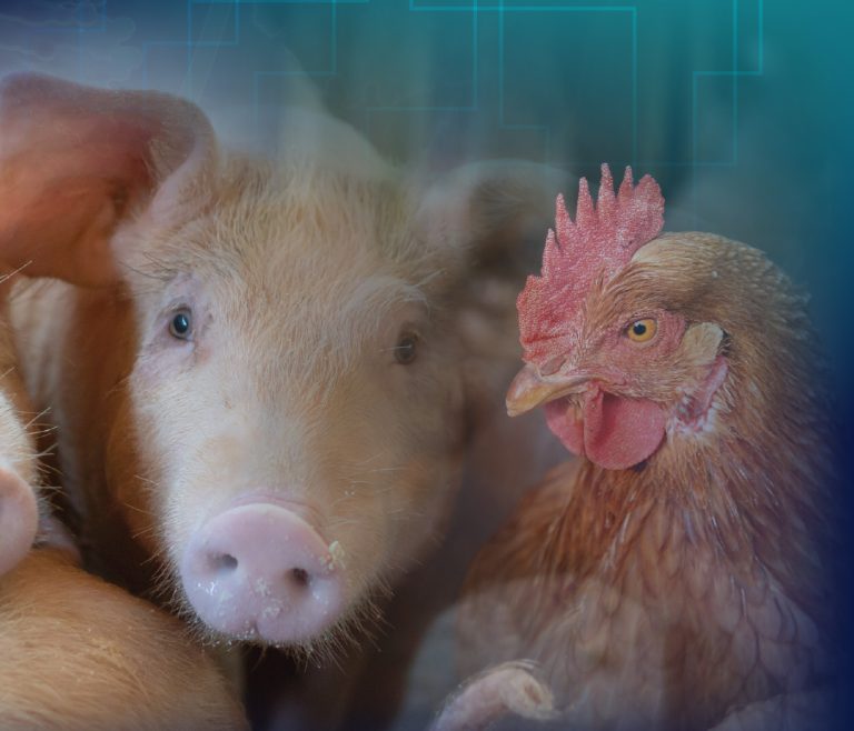 Soluções aos efeitos de micotoxinas combinadas para aves e suínos