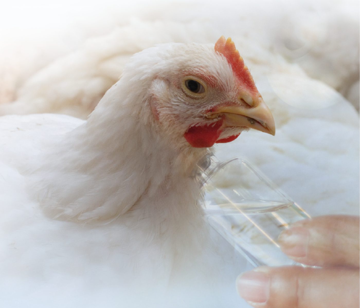 Consecuencias del uso de virginiamicina sobre el microbioma cecal en pollos