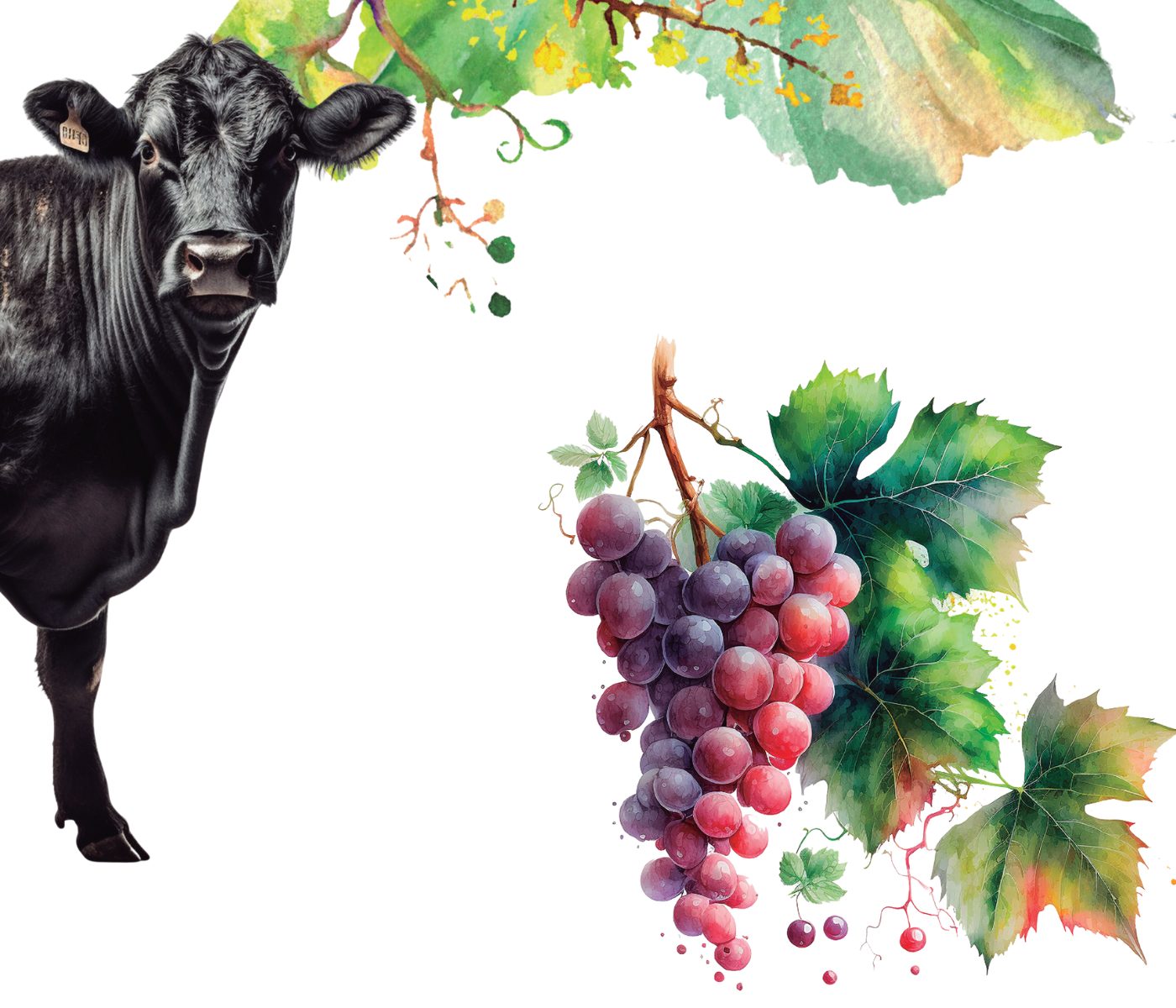 Uso de bagaço de uva na nutrição de bovinos de corte