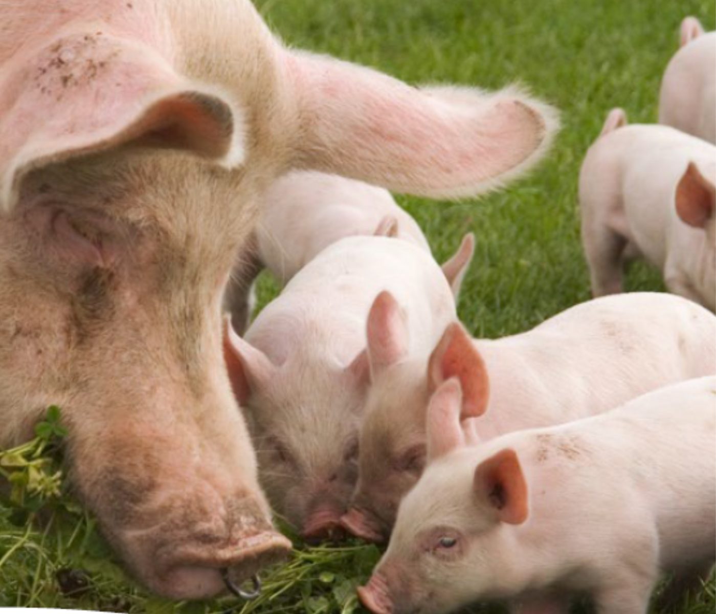 The power of maternal imprinting on piglet performance