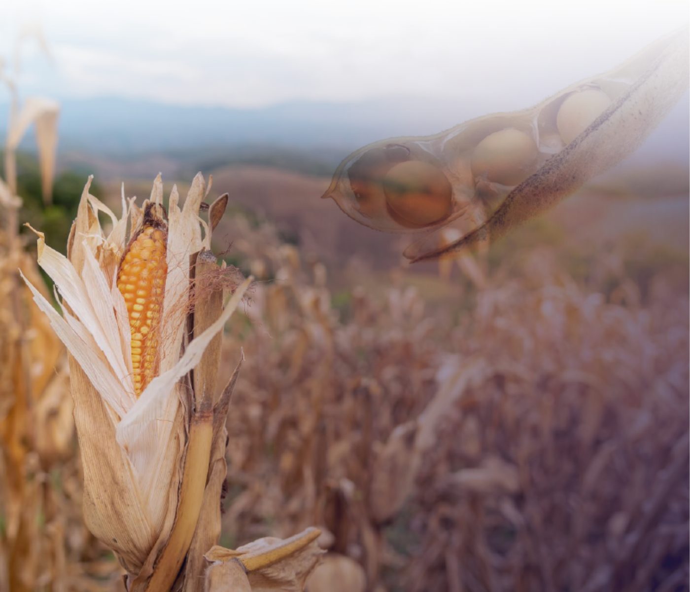 Presión de la cosecha del maíz mantiene los precios en mínimos