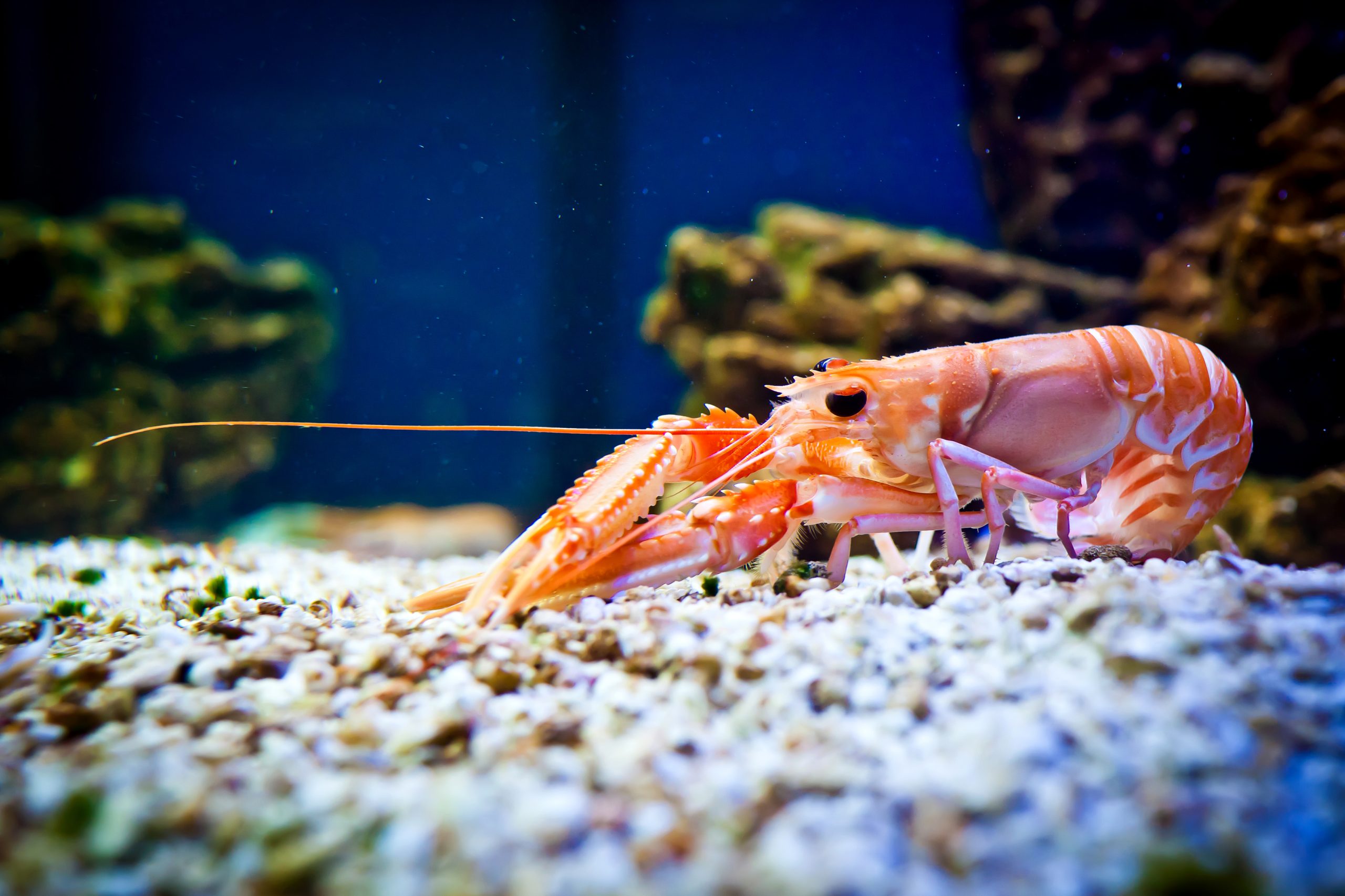 Adisseo: Colesterol FG 91% para mejorar la nutrición del camarón y el cangrejo