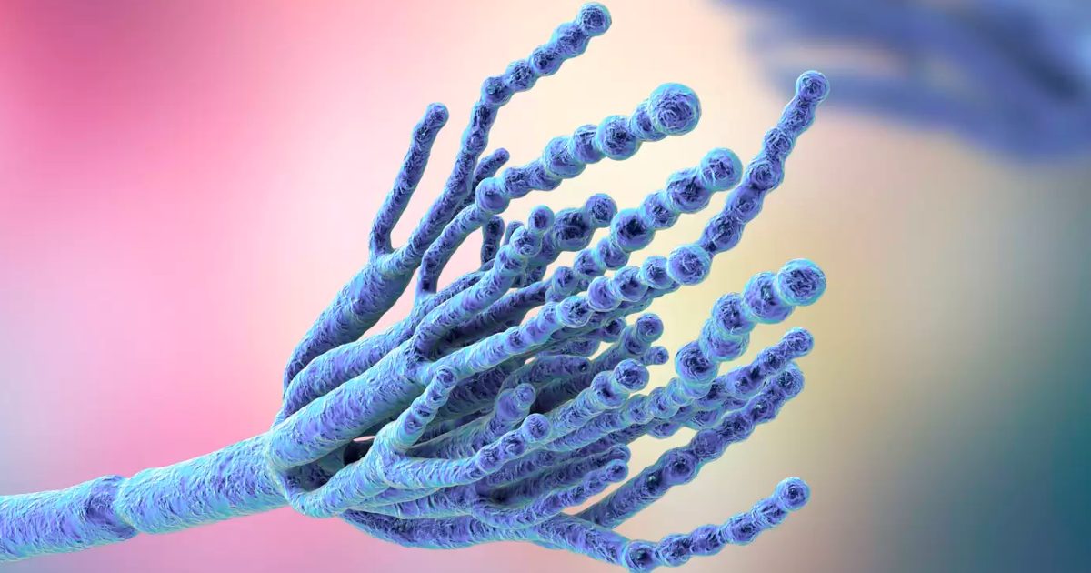 China and South Asia top mycotoxin contamination in animal feed