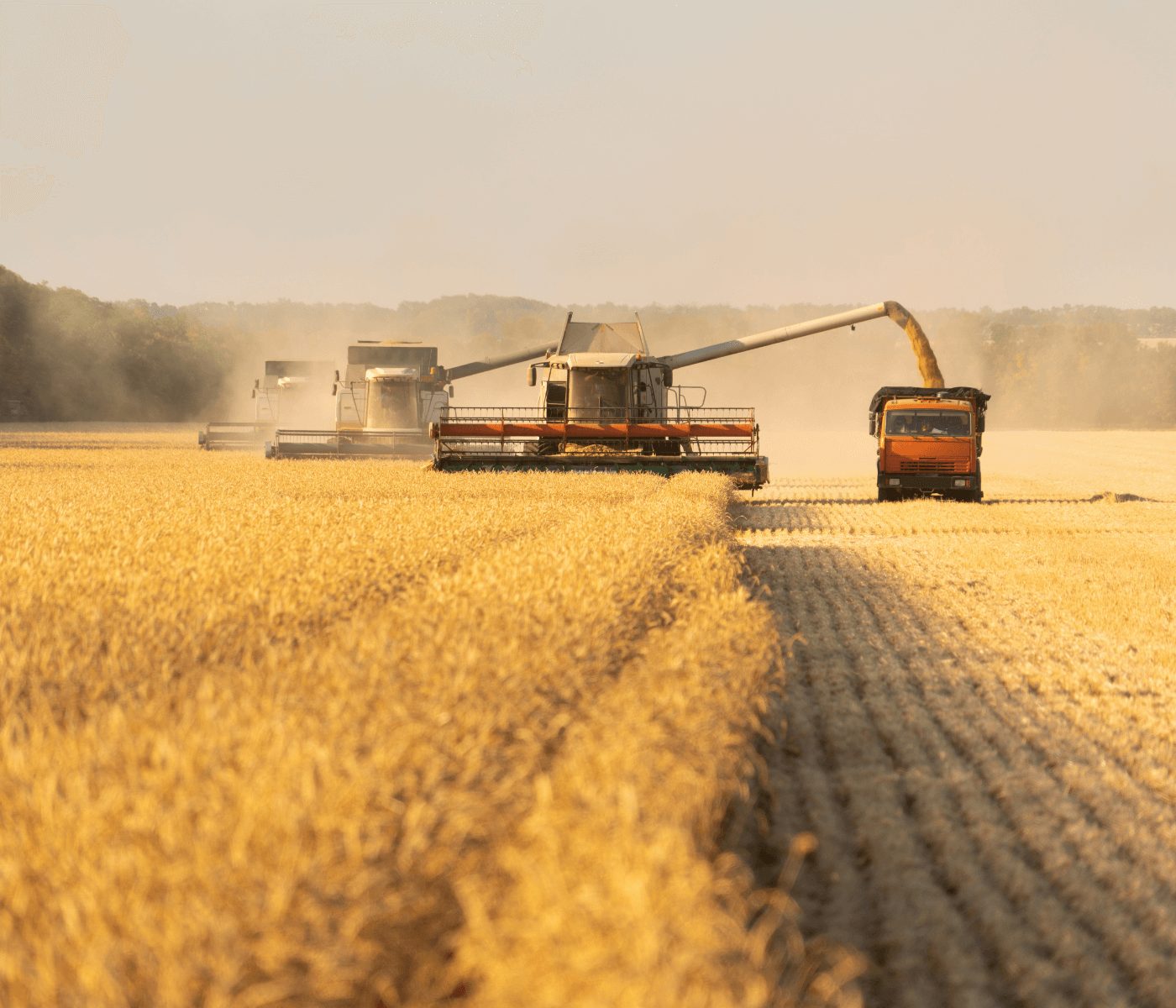 Safra 2023/24: primeira estimativa é de 317,5 milhões de toneladas de grãos