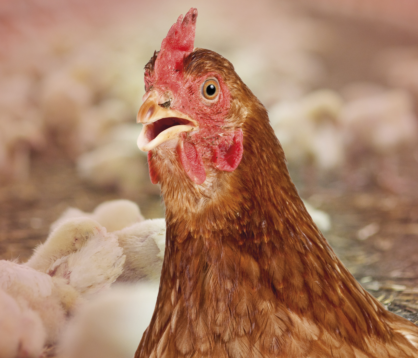Taste System: A Key Component in Poultry Nutrition