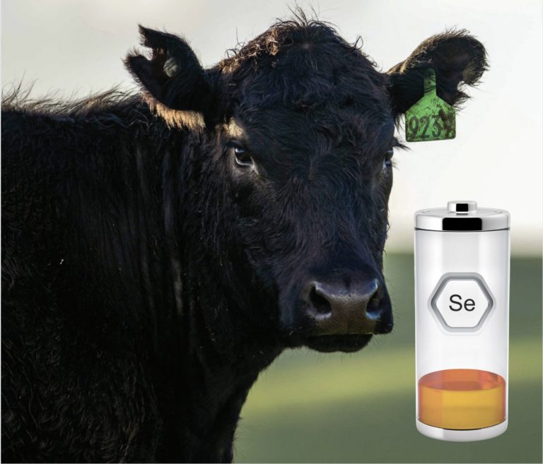 Mortalidad de terneros por deficiencia de selenio en un rebaño de raza Wagyu