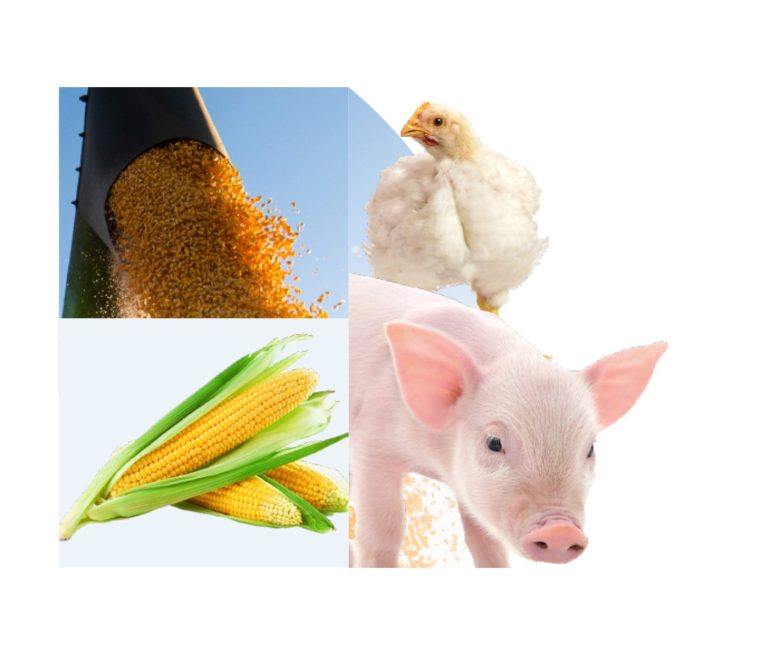 Understanding Corn Variability: Part II