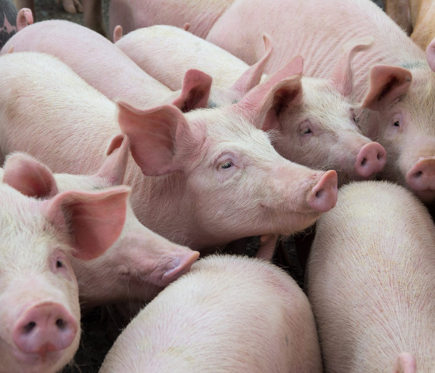 DeviGainPG: Estrategia para reducir las emisiones de N en producción porcina