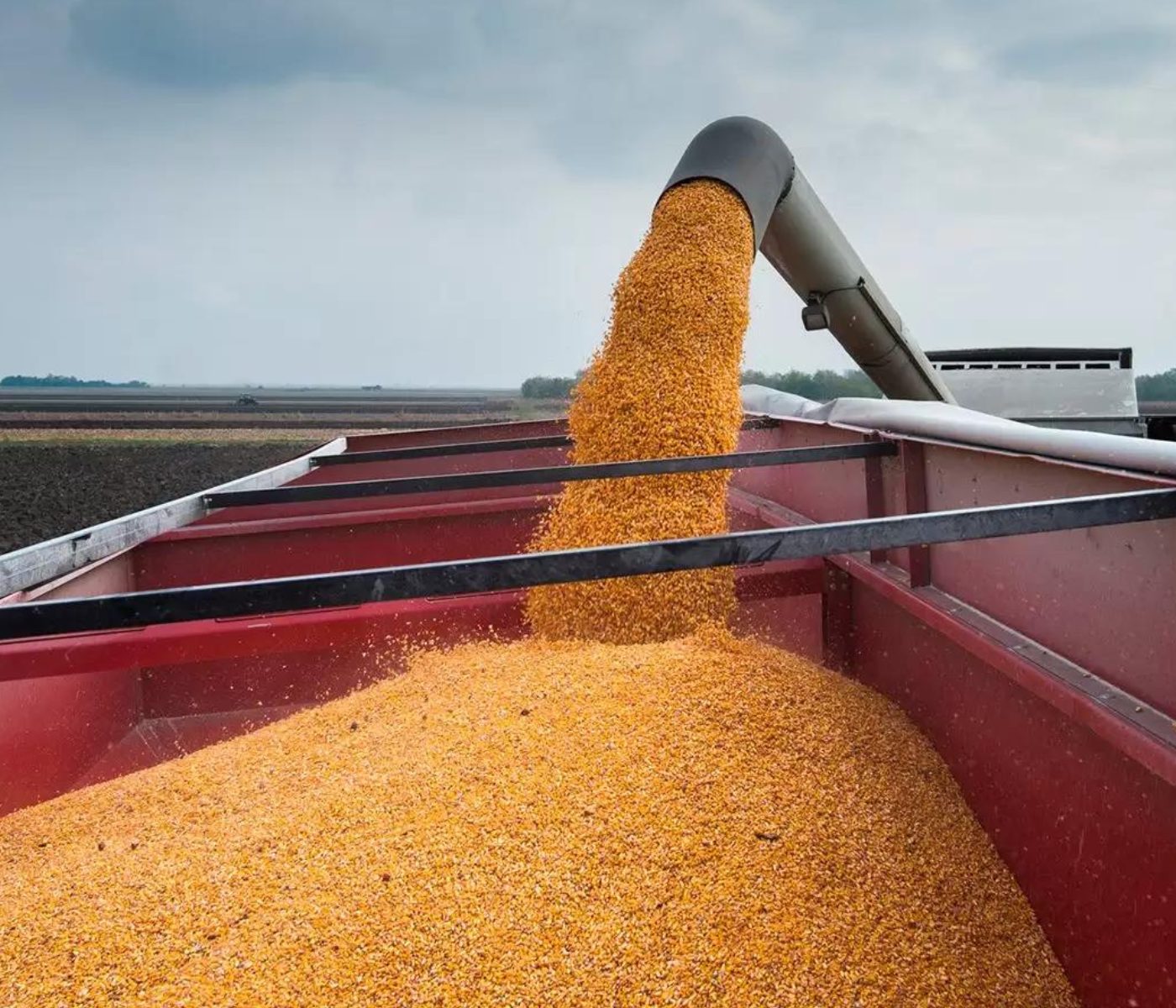 Los cereales continúan liderados por la oferta y la soja se desinfla