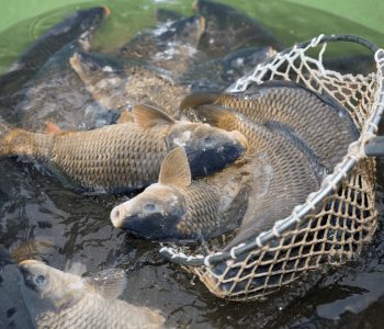 producao-de-pescado-no-brasil-creceu-25-em-2022