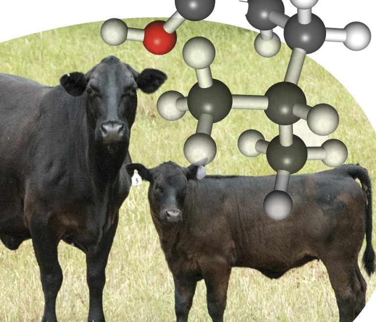 Relación entre enfermedades infecciosas y rendimiento animal