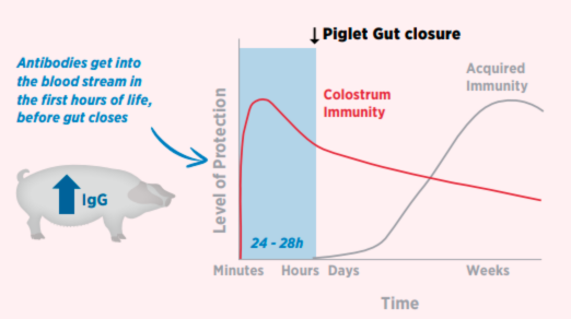 Maternal Imprinting: Piglet Performance & Immune Development