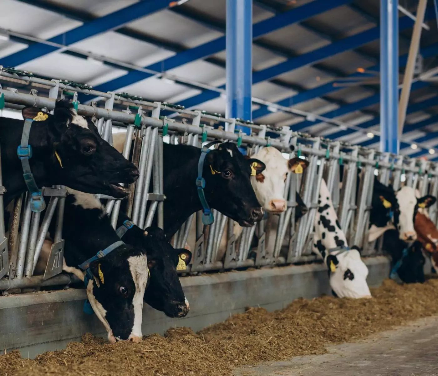 Enhancing Milk Productivity and Quality: The Impact of Saccharomyces boulardii