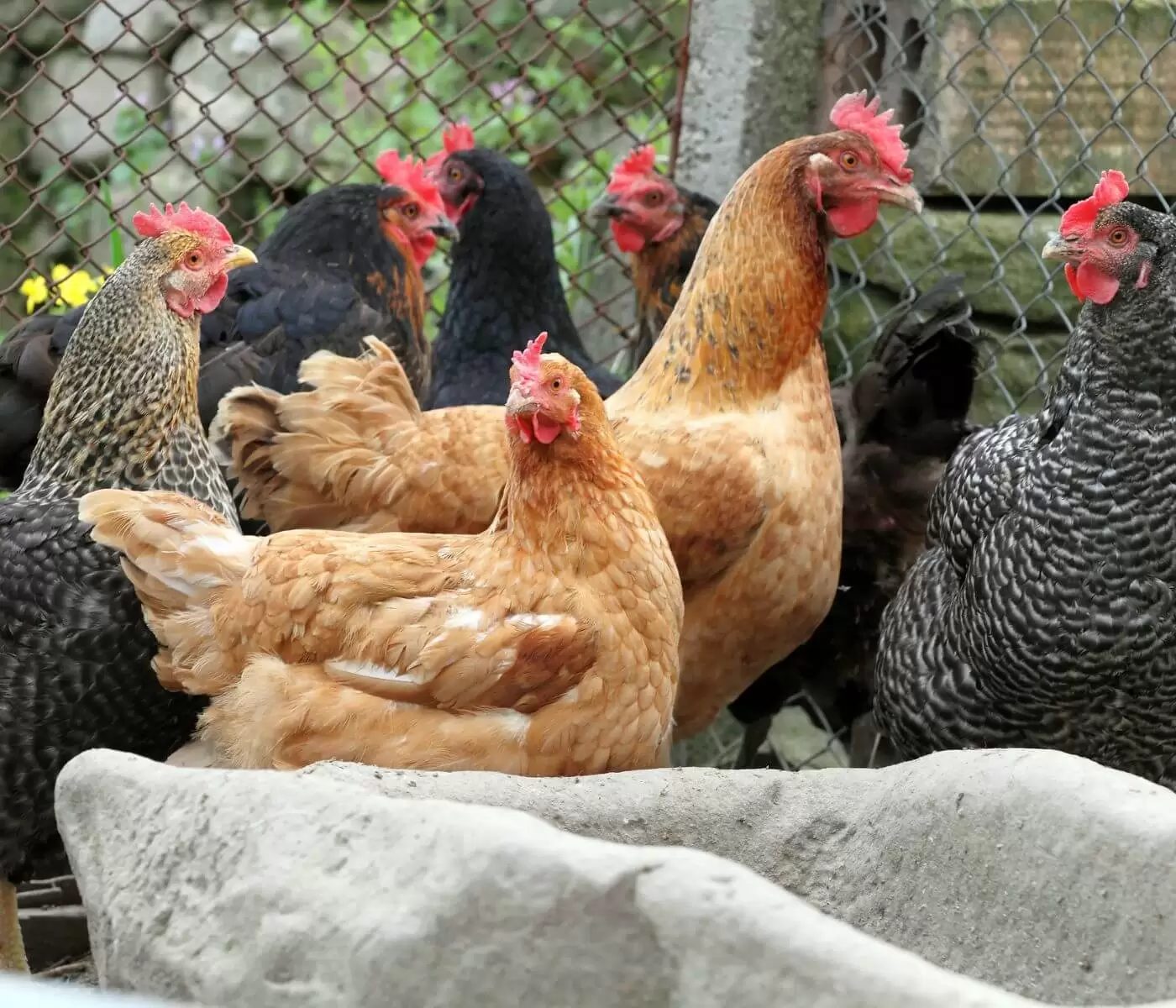 Feeding Programs and Eggshell Traits in Slow-Growing Broilers