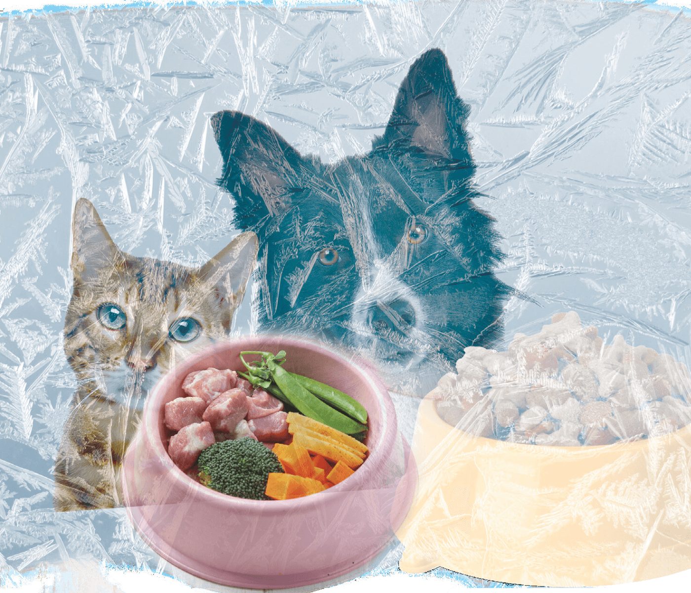 Congelamento para segurança alimentar de dietas naturais para cães e gatos