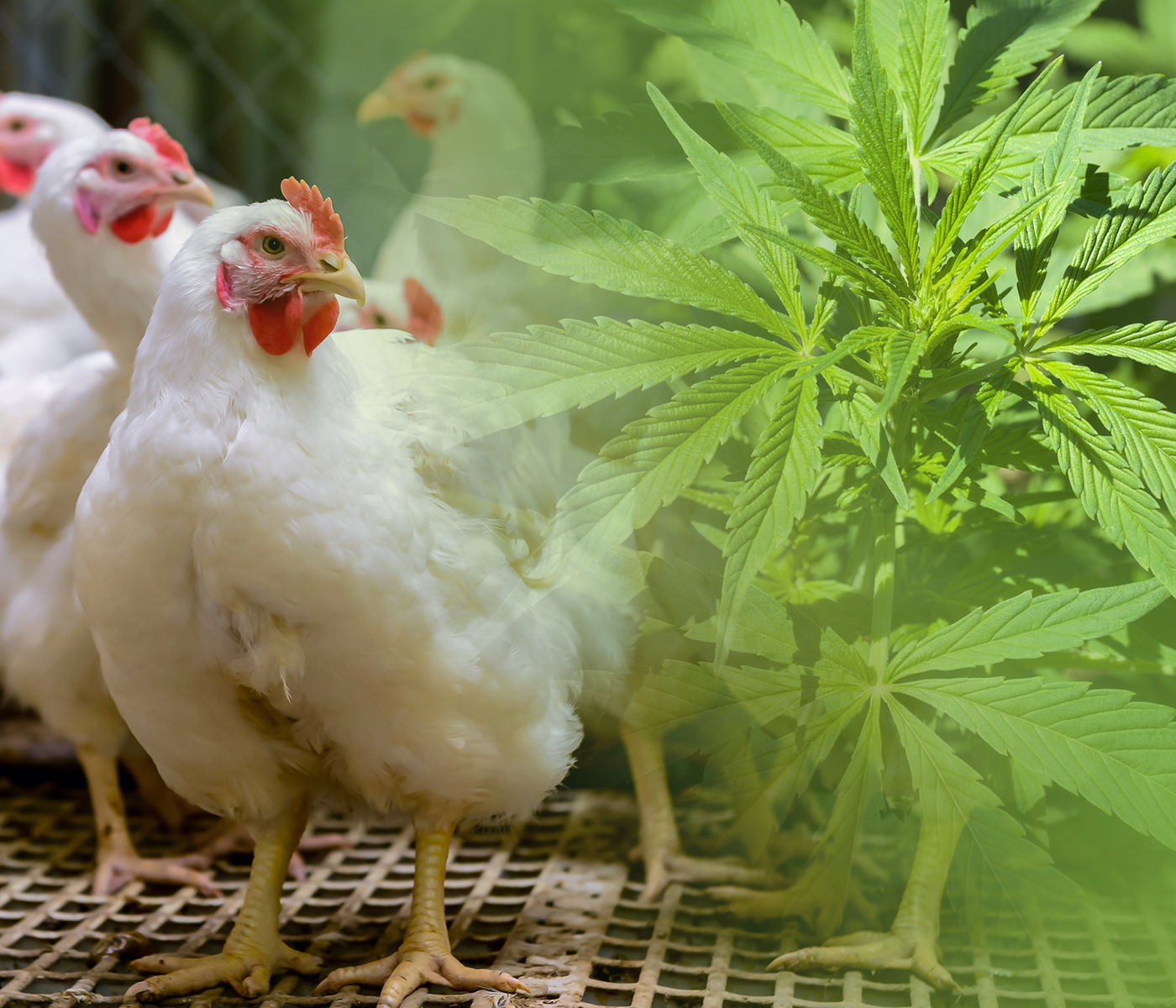 Cannabis en la dieta de pollos parrilleros