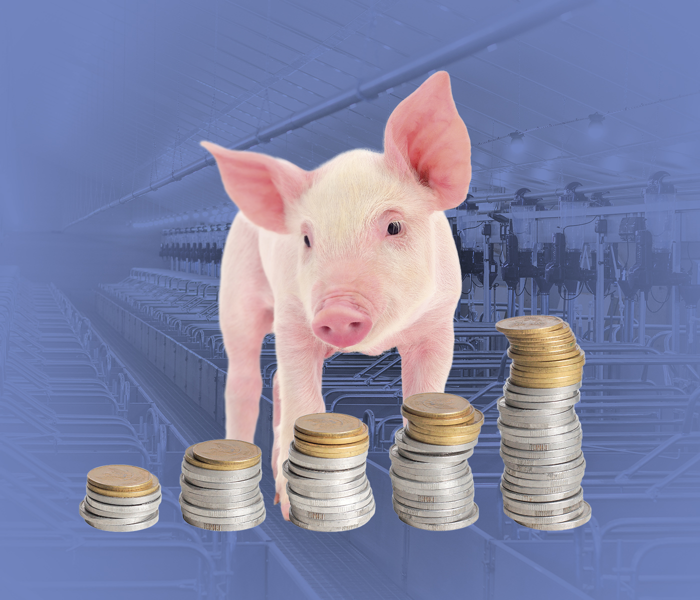 Justificación económica de la nutrición en la producción porcina