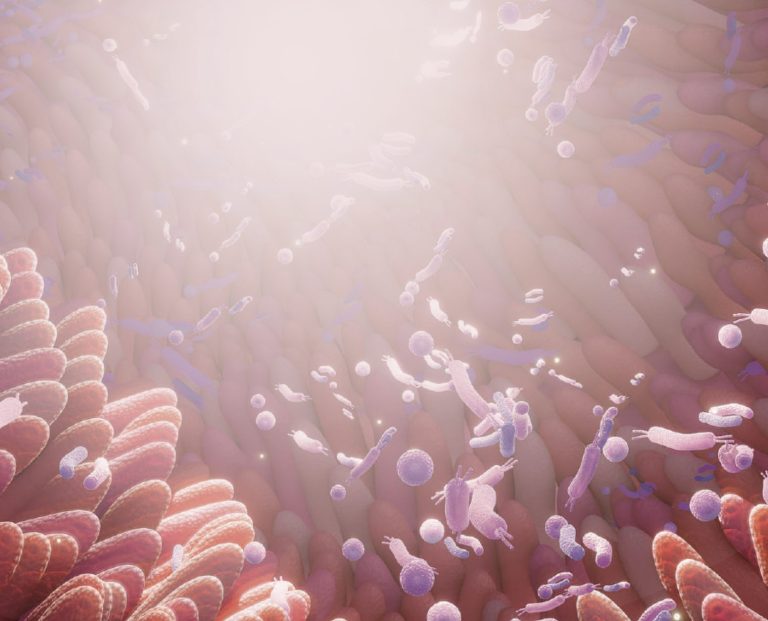 Salud intestinal en aves: probióticos, prebióticos y fitogénicos