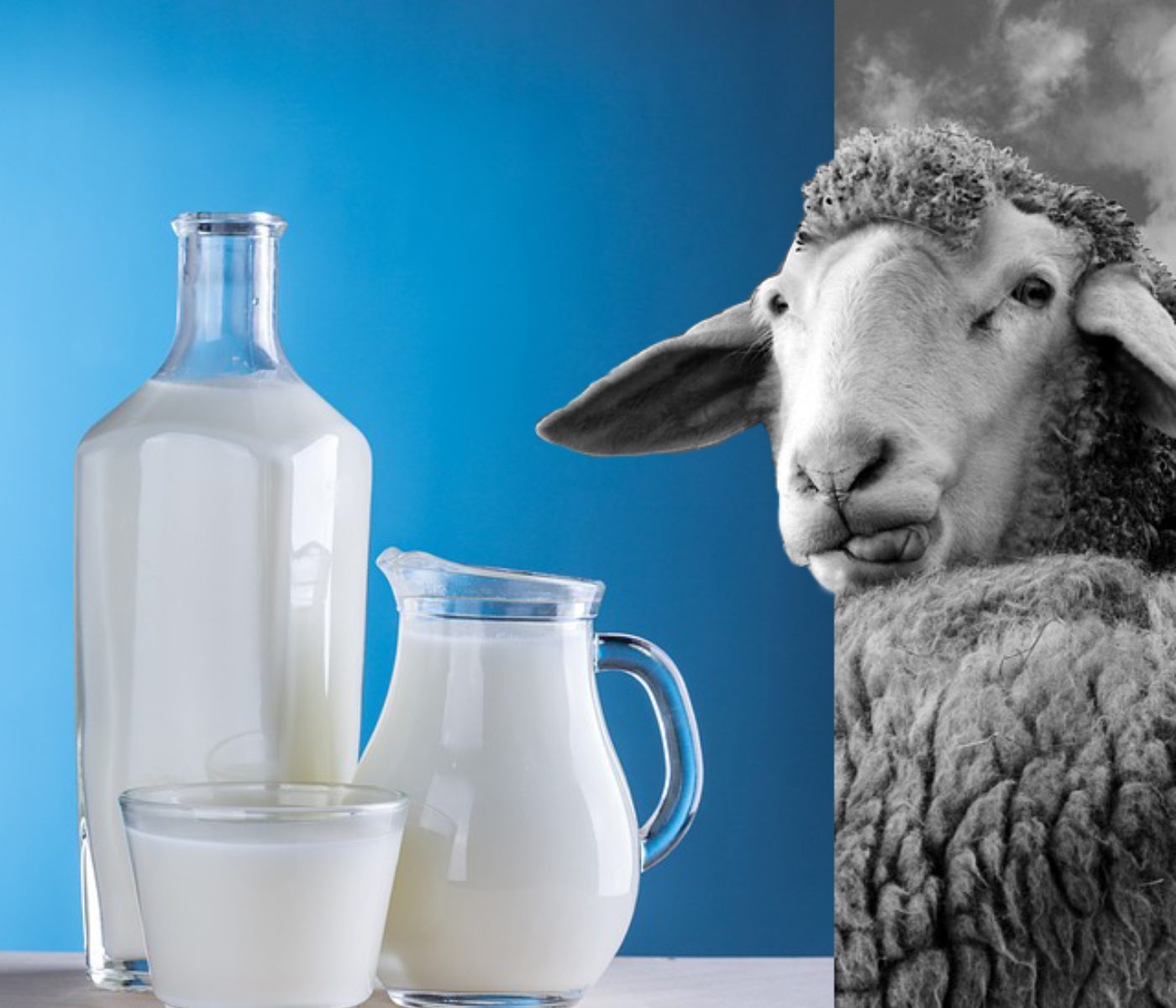 The benefits of sheep milk: a nutritious alternative