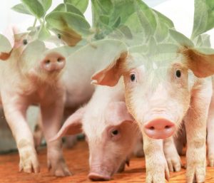 Herramientas naturales para combatir los problemas de salud en porcinos