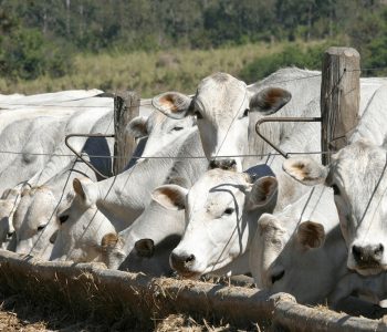 ano-desafiador-para-a-bovinocultura-de-corte