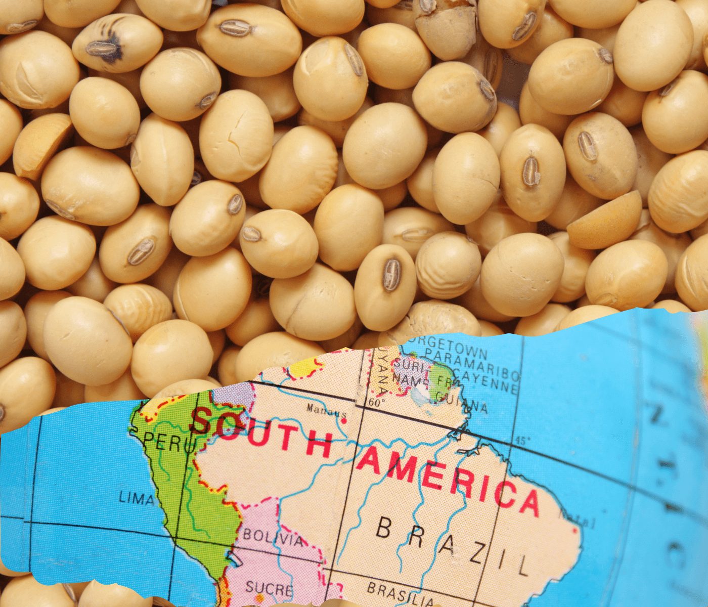 DATAGRO estima safra 2023/24 de soja da América do Sul em 222,343 mi de t