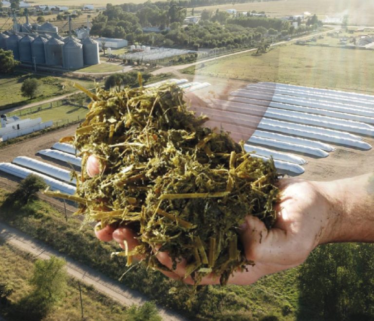 Ensilajes de pasturas y cultivos de invierno: cómo cuidar su elaboración