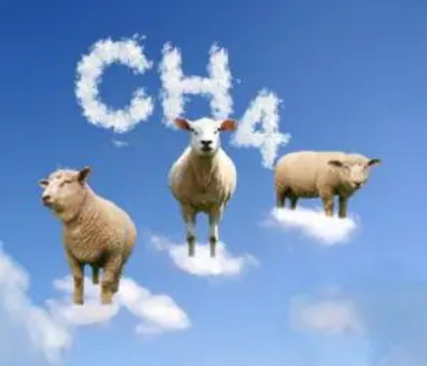 COPLAGAN initiative reduces sheep methane emissions