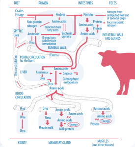 Amino acids-dairy cattle