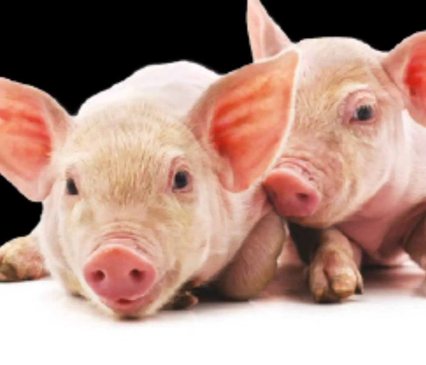 Vitamins for Swine Health, Welfare, and Productivity
