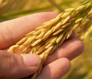 Ficha de Materia Prima: Salvado de arroz