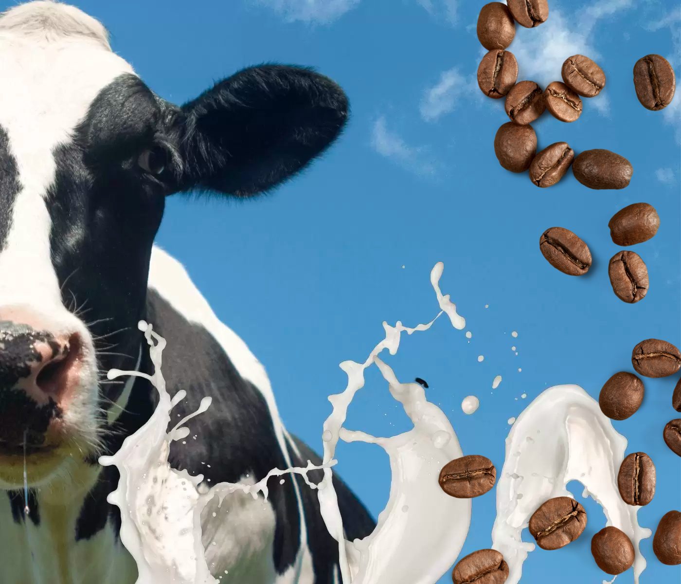 Pulpa de café deshidratada en dietas para vacas lecheras