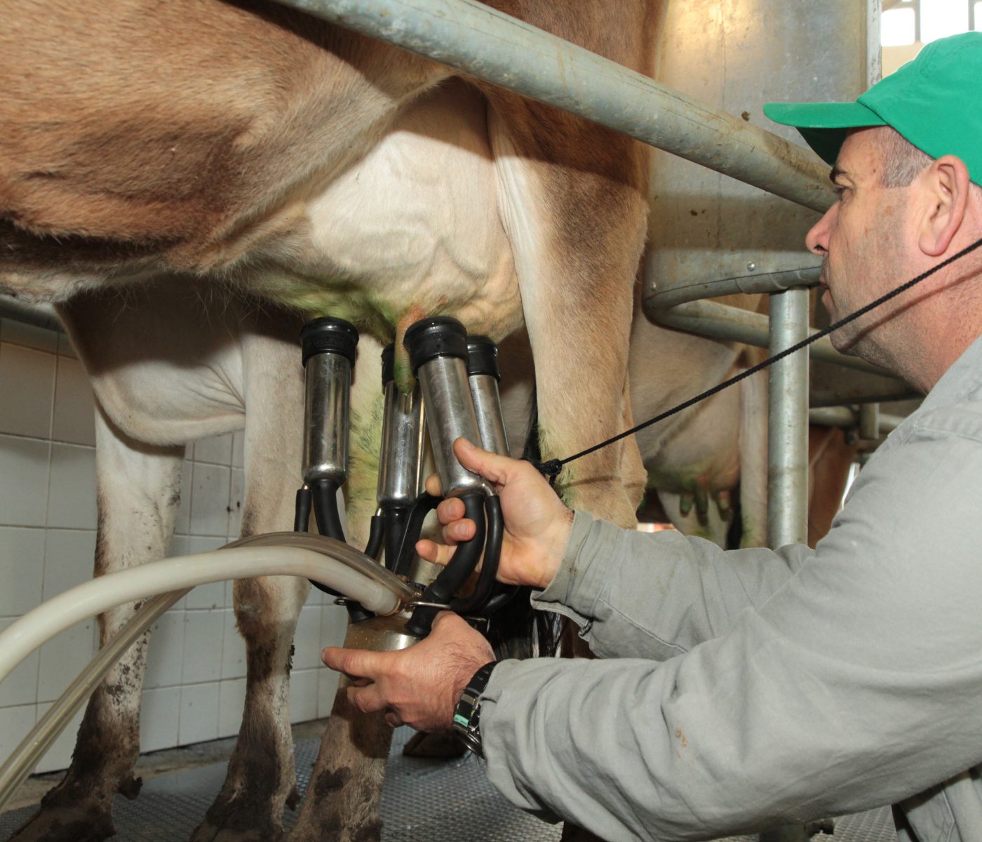 Preço do leite aumenta no varejo e ao produtor, segundo Embrapa
