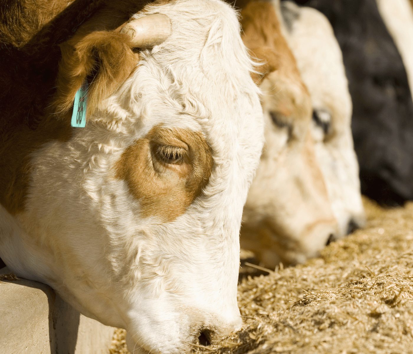 Cochos automatizados auxiliam pesquisas em bovinocultura