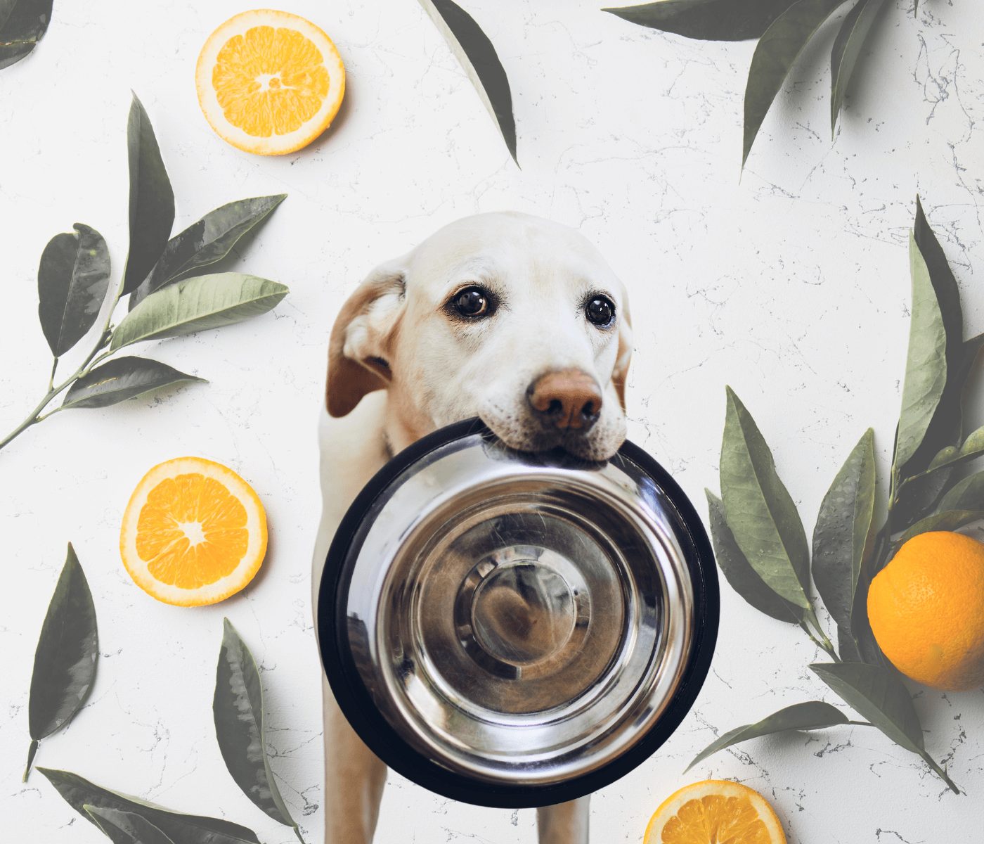Fibra de laranja: coproduto produz ração mais nutritiva para cães e gatos